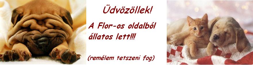 Aranyos llatok
